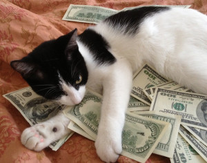 cash-cat-9